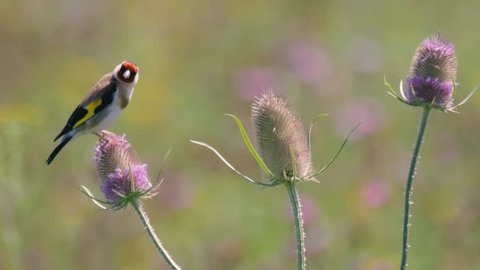 Goldfinch (Carduelis carduelis) feeding on teasel (Dipsacus fullonum). Colourful male bird in the finch family (Fringillidae) feeding on seeds whilst perched flowerhead