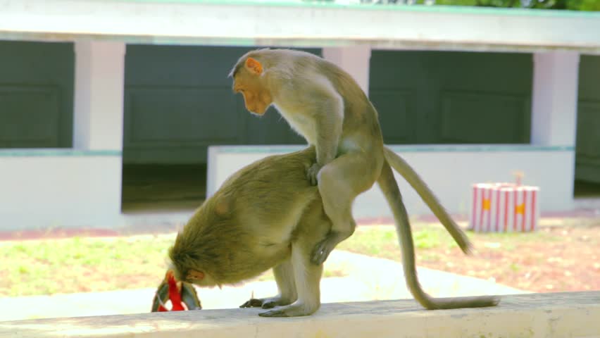 Monkeys Mating: стоковое видео (без лицензионных платежей), 29139145 Shutte...