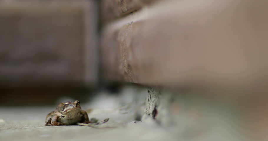 The frog on the background of bricks. 4K video