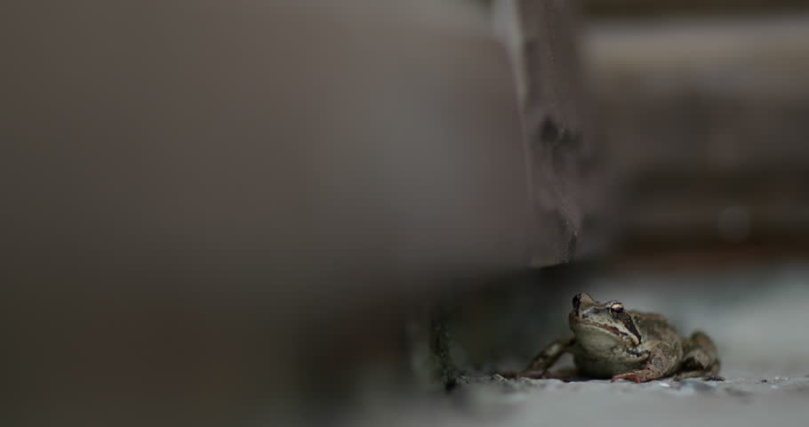 The frog on the background of bricks. 4K video