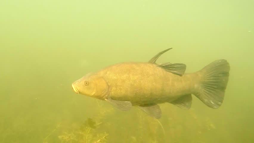 tench pond fish