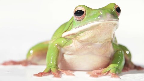 breathing of a typical green frog studio shot with white background