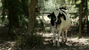 Friesian dairy cow stands in the shade on an estancia near Montevideo, Uruguay