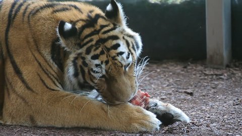 Tiger eating a piece of meat. Slow motion