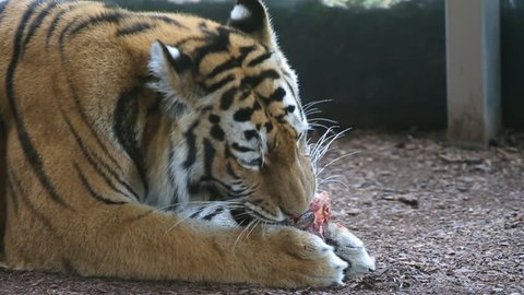 Tiger eating a piece of meat. Slow motion
