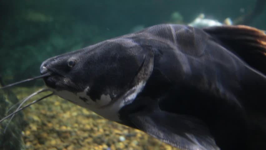 The fish swimming | Shutterstock HD Video #29158837