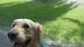 Purebred delighted dog sitting in the park