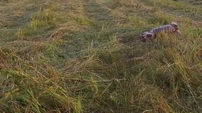 Yorkshire Terrier pet the dog runs along grass steadicam shot slow motion video