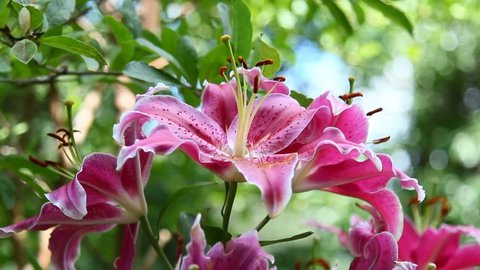 Lovely pink Tiger Lilies in the summer season
