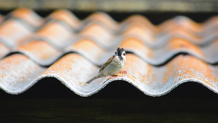 Small sparrow on the roof