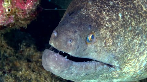 Close up of a large tropical yellow margin moray eel opening and closing its mouth exposing it teeth