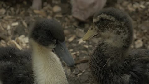 Close-up of a Mallard or Wild Duck. Mallard ducks