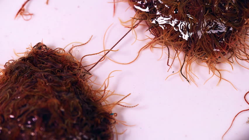 download tubifex worms in humans