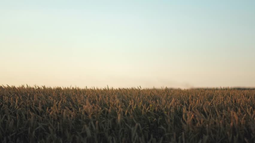 Stylish Man Farmer With Glasses Green Cap and Cream T-Shirt Doing a Selfie in a Field of Wheat