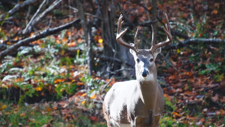 Whitetail Buck as Autumn leaves falling in October