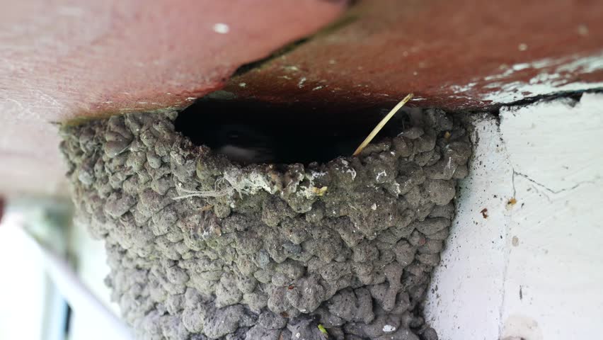 The Bird Flies Into The Nest To Feed Its Chicks.