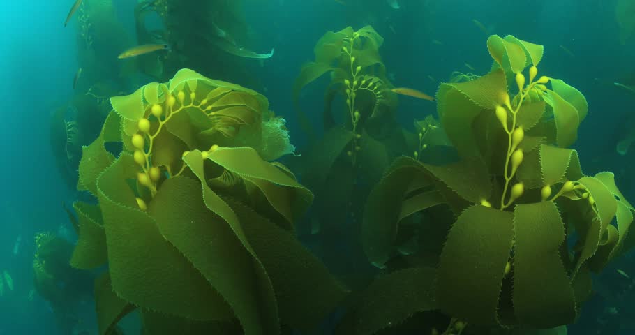 Giant kelp forest Royalty-Free Stock Footage #29170279