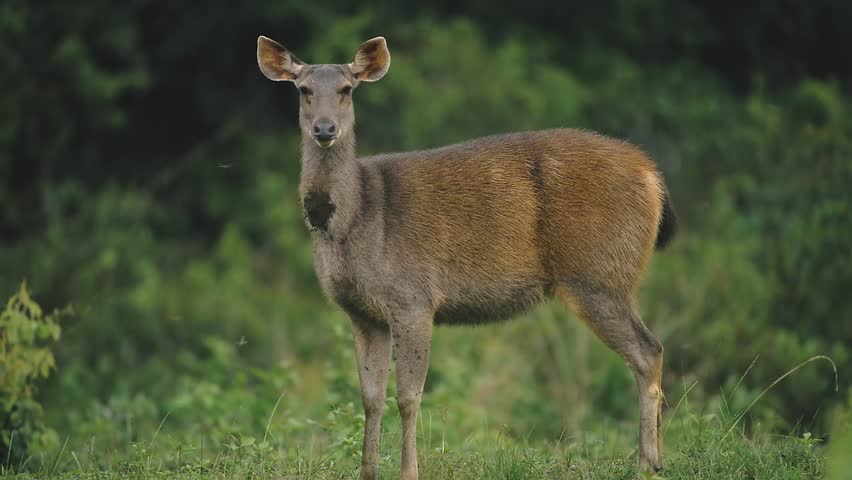 Young Female Sambar Deer Standing Stock Footage Video 100 Royalty Free 29170555 Shutterstock
