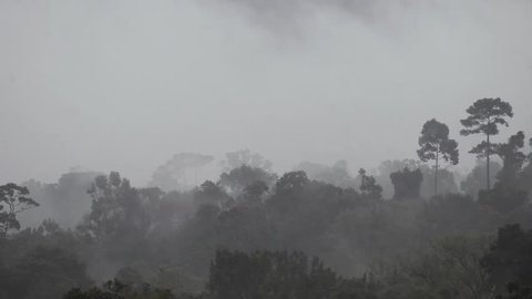 Morning fog in dense tropical rainforest, Misty mountain forest fog and raining ,Thailand