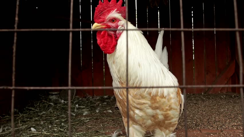 Country poultry in barn. White rooster. Close up white cock walking in village barn. Poultry cock in village. Home white cock in barn.