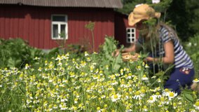 country woman reap white medicine camomile in summer garden near home. video clip. Focus change.