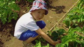 Child is picking strawberries