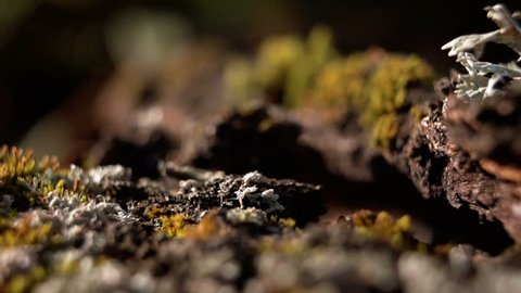 Lichens convert wood to organic matter. The world of lichens and mosses