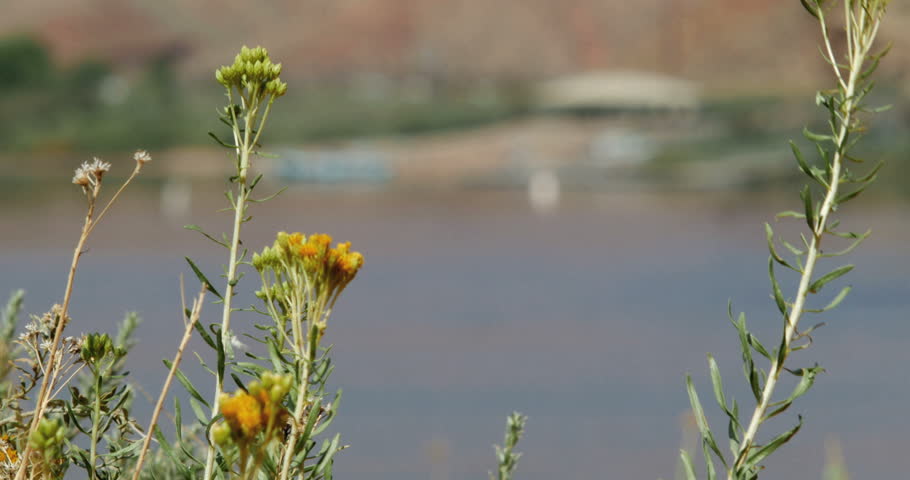 Rack focus flowers wildflowers to rafters preparing to launch into the Colorado River Grand Canyon National Park Arizona 4K