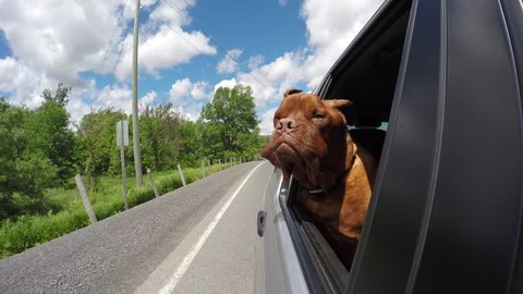 cute dogue de bordeaux enjoys car ride with head out window 4k, go