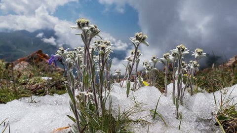 Edelweiss (Leontopodium alpinum) among the melting snow on the background of mountains and clouds. Time Lapse zoom. Concept of rare flowers under protection.