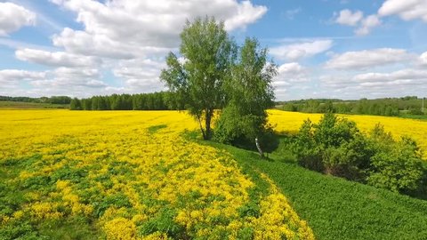 Aerial: beautiful Russian field of yellow flowers in the summer. Birch tree near lake. HD slowmotion