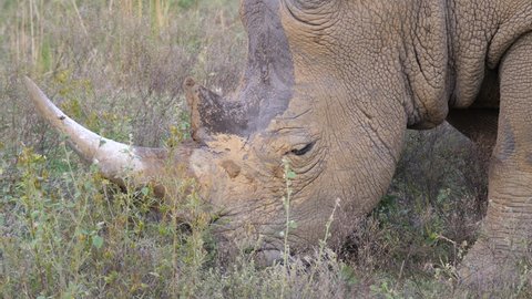 Close up from a white rhino eating grass in Waterberg South Africa