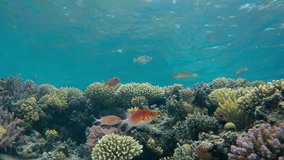 Underwater Scenery. Picture of colorful reef coral scene in the tropical reef of the Red Sea, Dahab, Egypt.