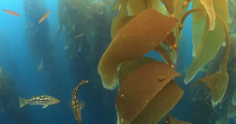 Calico bass hiding in giant kelp forest