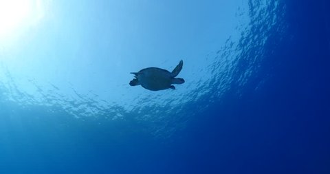 turtle swims slow  underwater sun