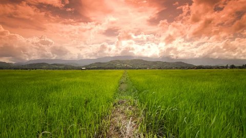 Rice fields in Thailand .Wide angle rotates 360 degrees.Time lapse .