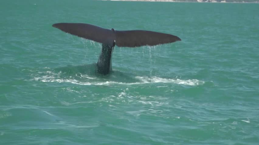Kaikoura, New Zealand. October 2012. As the whale draws its last air and arching