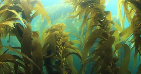Kelp forest in baja California