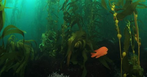 Garibaldi fish in kelp forest