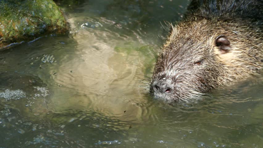 Beavers