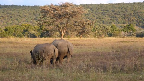Two white rhinos eating grass in Waterberg South Africa