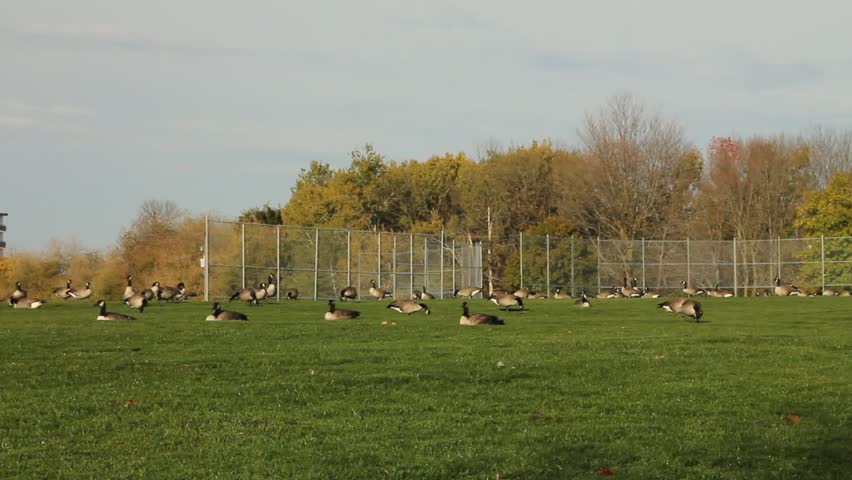 Pan of large group of Canadian geese feeding on the grass
