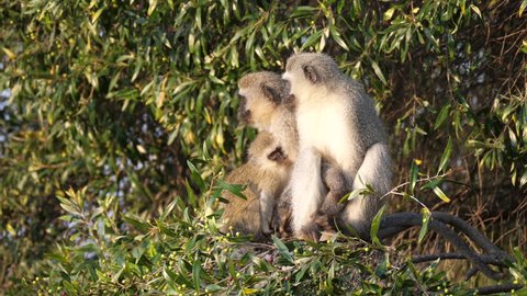 Vervet monkey looking at his feet in tree at Waterberg South Africa