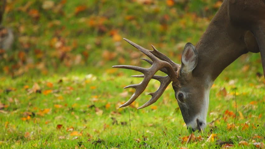 Whitetail Deer mature buck in October