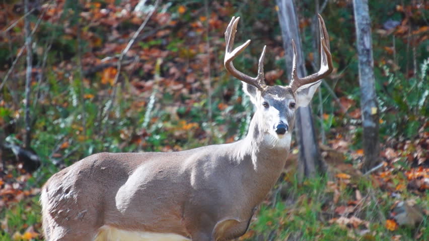 Whitetail Deer mature buck in October