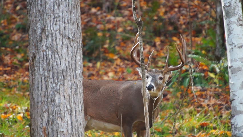 Whitetail Deer mature buck behavior in October