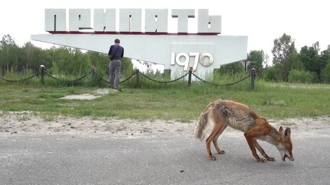 Pripyat, Chernobyl, Ukraine - 17th of June 2017: Visit to Pripyat ghost town - 4K Hungry fox eats food which tourists gave to it near Pripyat monument 

