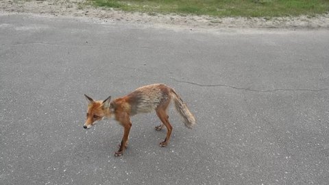Pripyat, Chernobyl, Ukraine - 17th of June 2017: Visit to Pripyat ghost town - 4K Hungry poor fox came to people near Pripyat city sign
