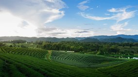 Time lapse vdo of green tea farm landscape