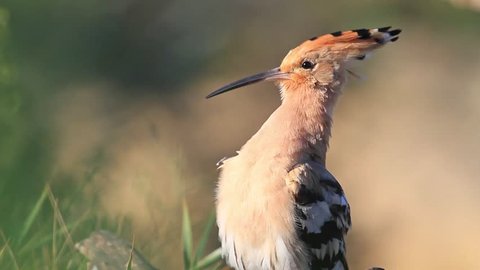 hoopoe at sunrise cleans feathers